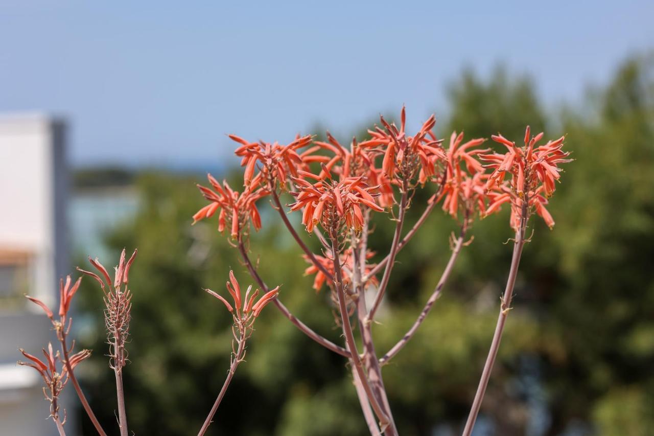 Salento Sea & Sun Apartment 포르토 세자레오 외부 사진